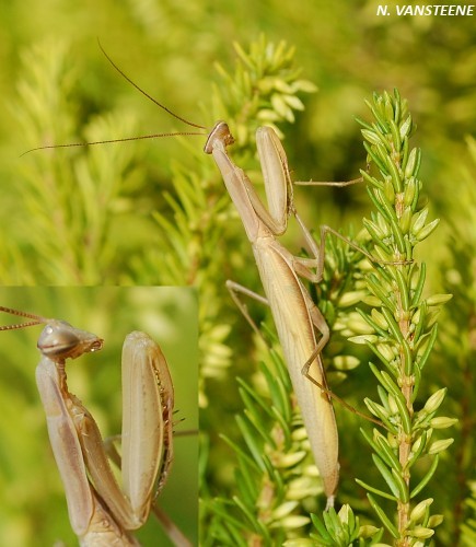 Mantis religiosa